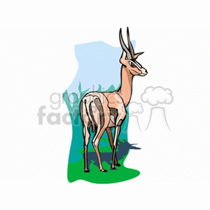 African gazelle standing on green grass