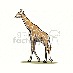 The clipart image features a giraffe standing in profile view. This giraffe has its characteristic long neck, patterned with brown patches divided by white lines, and its long legs. It appears to be in a calm, walking stance.