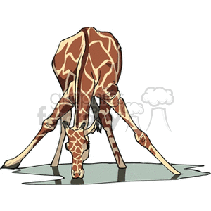 This clipart image depicts a giraffe bending down to drink water. The focus is on the giraffe's long neck and the awkward stance it must take to reach the water with its long legs splayed out for balance.