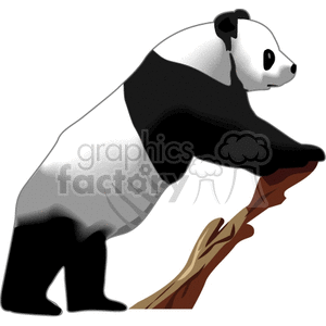 Full body side profile of Giant Panda