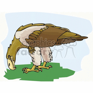 This clipart image features a cartoon-style bird of prey with brown and white feathers. The bird is standing on green grass and is looking downwards.