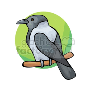 Clipart image of a black and white bird perched on a branch with a green circular background.