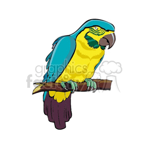 An illustration of a colorful parrot perched on a branch, featuring vibrant colors like blue, yellow, and green.