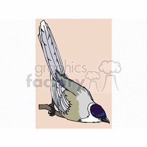 Clipart image of a bird perched on a branch with a long tail and colorful feathers.
