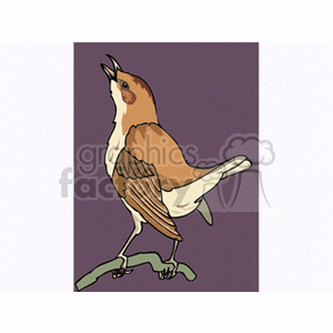 Clipart image of a brown and white bird perched on a green branch with its beak open against a purple background.