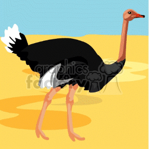 bird birds animals ostrich ostriches Animals Birds desert sand