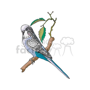 Blue parakeet perched on a branch