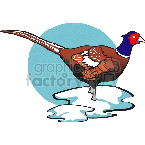 A colorful pheasant standing on a snowy patch with a blue circular background.