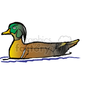   The clipart image shows a stylized drawing of a duck swimming. The duck appears to have a colorful plumage with shades of brown, yellow, and green, which are colors often seen on ducks such as mallards. There