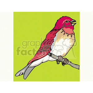 A colorful clipart image of a bird with red, white, and brown feathers, perched on a branch against a green background.