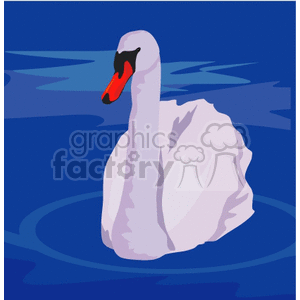 Elegant swan in dark blue water