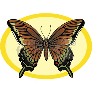 Brown and black butterfly with yellow background