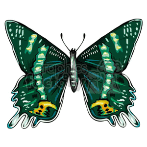 The image appears to be a digital illustration or clipart of a butterfly. The butterfly has primarily green wings with black markings and white spots along with some yellow and black patterns near the body. The wings are fully spread, showcasing the symmetrical patterns typical of butterfly wings.