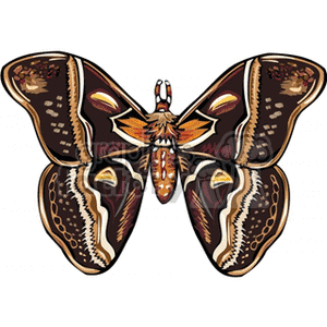The clipart image shows a stylized illustration of a butterfly. The butterfly has large wings with intricate patterns featuring a combination of dark and lighter brown tones, along with accents of orange and white. The wings are symmetrical with eye-like designs and scalloped edges. The body of the butterfly is slender, with small antennae extending from the head.