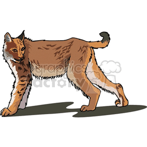 The clipart image depicts a stylized illustration of a lynx. The animal is characterized by its pointed ears, short tail, and long legs with noticeable fur tufts at the tip of the ears.