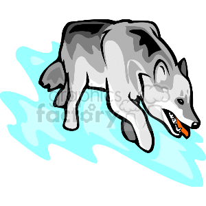 The clipart image shows a gray wolf standing on all four legs, facing right. The wolf appears to stalking with its mouth open and ears perked up. It has a white belly, and black shading around its eyes and on its back.
