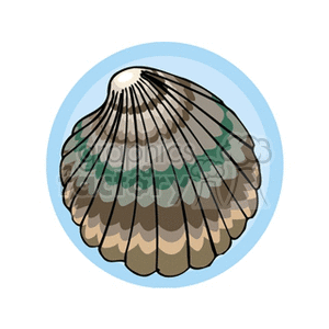 Illustrated Seashell