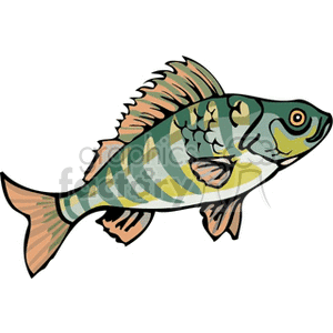 Colorful Perch Fish