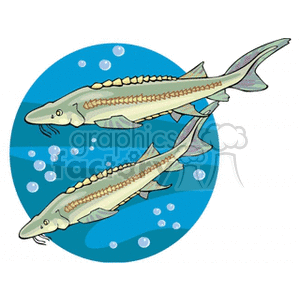 The clipart image depicts two stylized fish swimming underwater. The fish have elongated bodies, prominent dorsal fins with a row of what appears to be scutes or scales, and long snouts that could suggest they are a certain species of fish known for these characteristics, such as sturgeons.