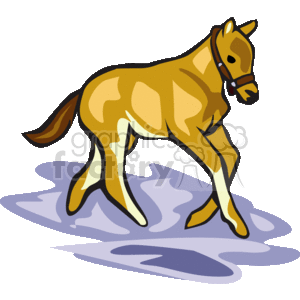 Brown horse galloping