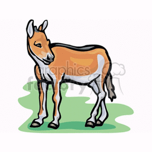 Clipart image of a brown and white donkey standing on green grass.