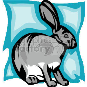 Gray rabbit or hare