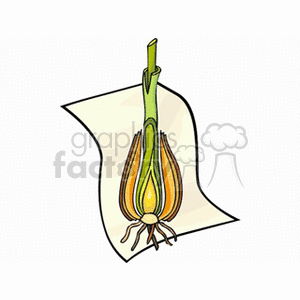 Illustration of a plant with a cross-section diagram, showing internal structures, relevant for botany education.