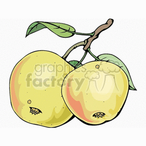 Clipart illustration of two yellow apples on a branch with leaves.