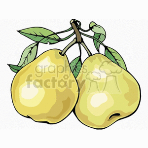 A clipart image of two yellow pears with green leaves.