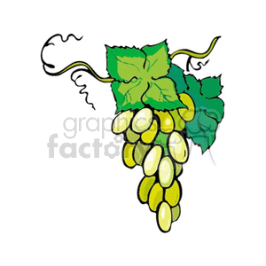 Colorful clipart image of a bunch of green grapes with green leaves.