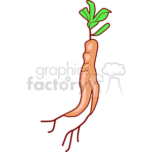 Clipart image of a ginseng root with green leaves.