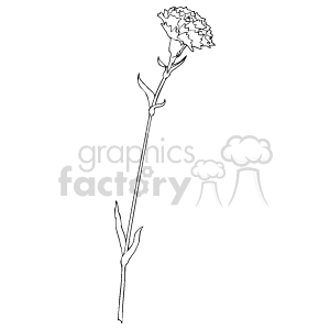 The image is a black and white clipart of a single-stemmed plant with a cluster of flowers or florets at the top. The plant has a few leaves and branches. 
