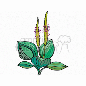 A clipart image of a stylized plant with large green leaves and tall, slender flower spikes adorned with small pink flowers.