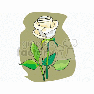 Illustrated White Rose