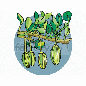 Illustration of a flowering plant with elongated seed pods and green leaves.