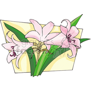 Pink Lily Flowers