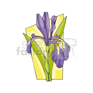 Purple Iris Flower