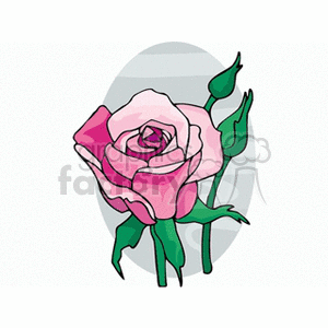 Pink Rose