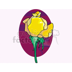 Yellow Rose