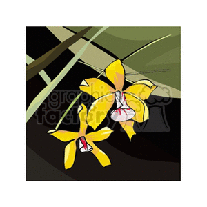 Illustration of two yellow orchids with red and white centers, set against a dark background with green leaves.