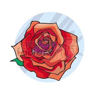 red rose