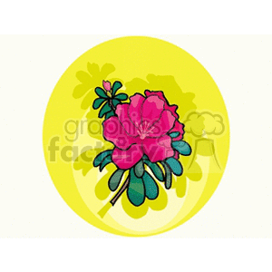 Vibrant Pink Flower with Yellow Background