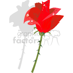 The clipart image features a stylized red rose with water drops on its petals. The rose exhibits visible thorns along its stem and is drawn in a simplistic style with a clear outline. The image appears to be set against a transparent background, making it suitable for various design purposes.