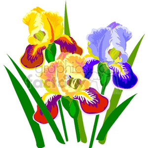 Colorful Iris Flowers