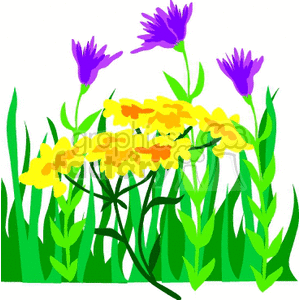 Vibrant Flower with Purple and Yellow Blooms