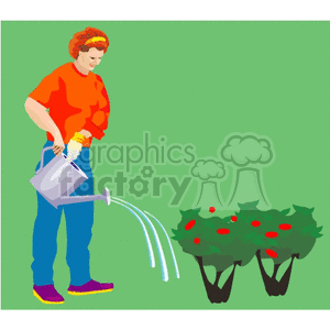 Clipart image of a woman watering plants with a watering can in a garden.