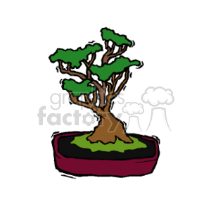 Bonsai Tree