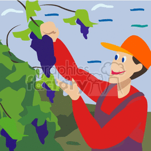 A colorful clipart image of a farmer harvesting grapes from a vine.