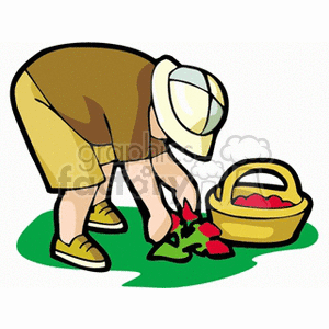 A boy bent over picking strawberries and putting them in a basket