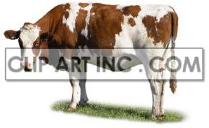 This photo shows a brown and white cow, standing upright and looking towards you. There is grass under its feet 